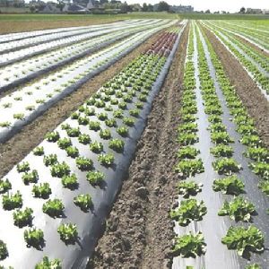 Agricultural Mulch Film