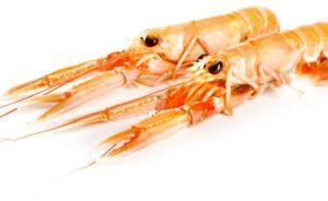 Fresh Langoustine