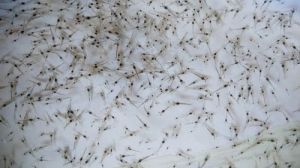 vannamei shrimp seed