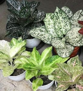 Aglaonema Plant