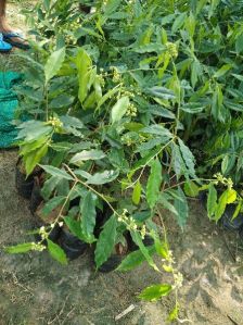 Aquilaria Malaccensis Plant