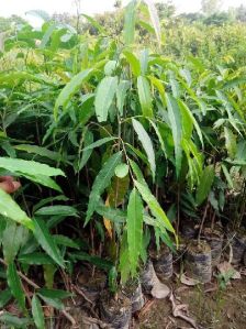 Ashoka Plant
