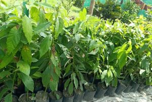 Avocado Plant
