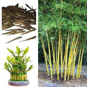 Bambusa Nutans Plant