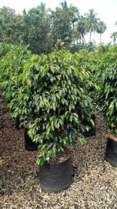 Black Ficus Plant