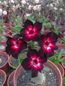 Black White And Pink Desert Rose Plant