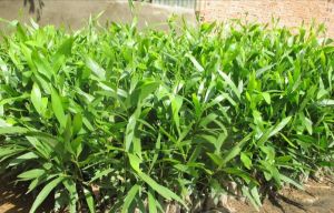 Bottlebrush Plant
