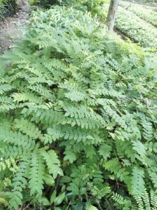 Cassia Javanica Plant
