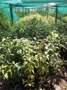 Cinnamon Plant