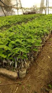 Custard Apple Plant