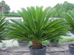 Cycas Plant