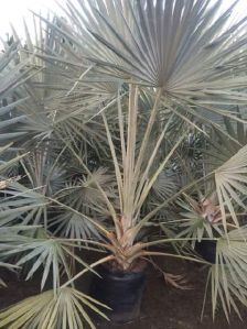 Dishmareca Plant