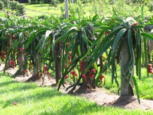 Dragon Fruit Plant