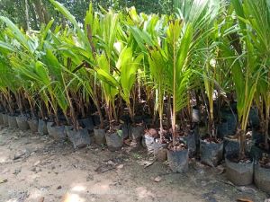 Dwarf Coconut Plant