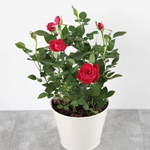 English Rose Plant