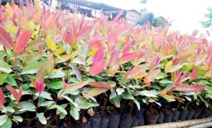 Eucalyptus Plant