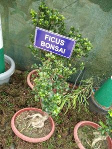 Ficus Bonsai Plant