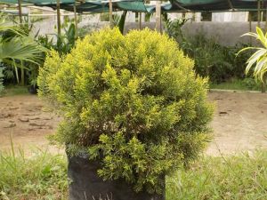 Golden Pine Tree