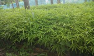 Hamiltonii Bamboo Plant