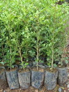 Kamini Kanchan Plant