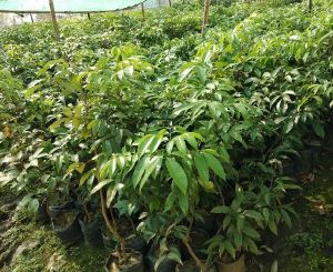 Litchi Plant