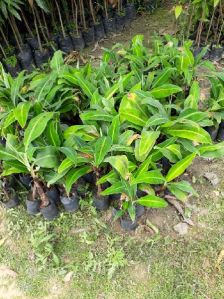 Malbhog Banana Plant