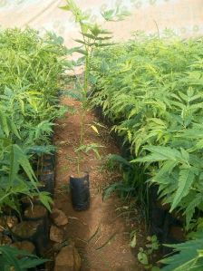 Moha Neem Plant