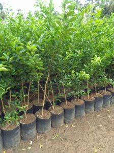 orange grafted plant