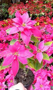 Poinsettia Plant