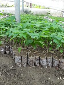 Red Lady Papaya Plant