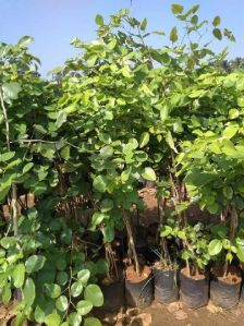 Red Sandalwood Plant
