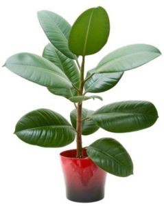Rubber Plant