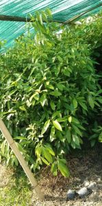 Som Plant