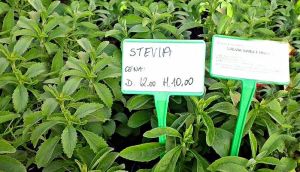 Stevia Plant