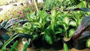 Stromanthe Plant