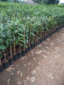 Syzygium Cumini Plant