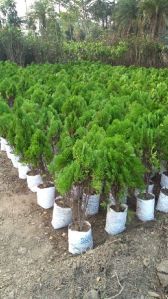 Tuja Pine Plant