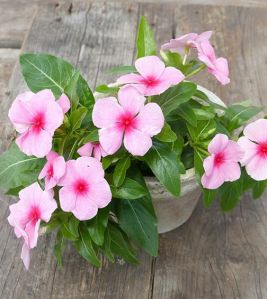 Vinca Plant