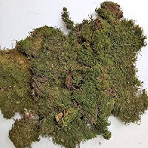 Moss Grass