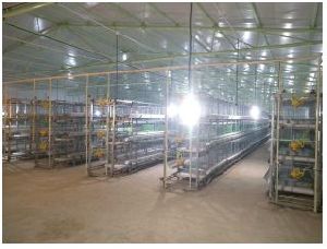 Poultry Turnkey Project