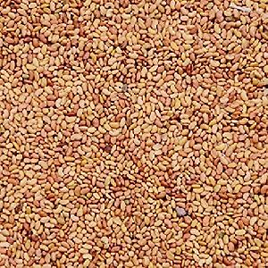 Alfalfa Grass Seeds