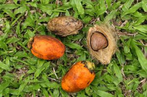 Betel Nut Palm Seeds