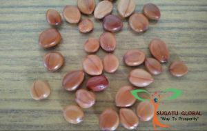 Cassia Fistula Seeds