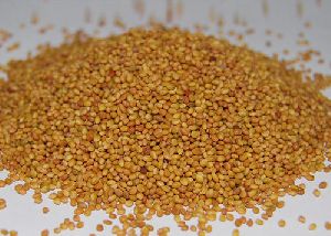 Egyptian Clover Grass Seeds