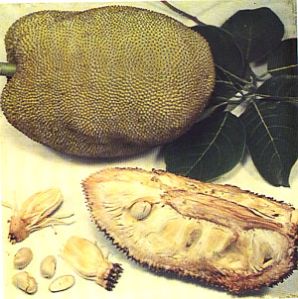 Monkey Jack Fruit Seeds