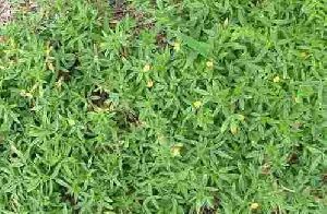 Pencil Flower Seeds