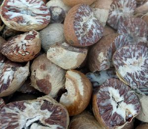 Wholesale Supplier of Organic Betel Nut from Khagaria India