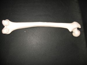 Femur Bone Model