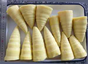 Fresh Bamboo Shoots