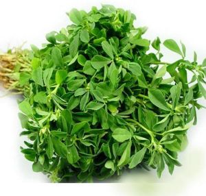 Fresh Fenugreek Leaves